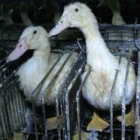 Foie gras is wreed Foie gras is wreed