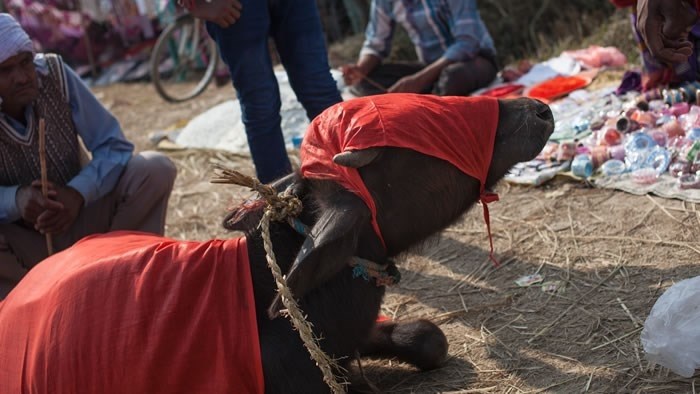 Waterbuffel op het Gadhimai festival (foto genomen door onderzoekers CIWF)