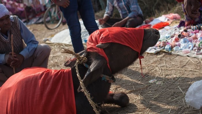 Waterbuffel op het Gadhimai festival (foto genomen door onderzoekers CIWF) Waterbuffel op het Gadhimai festival (foto genomen door onderzoekers CIWF)