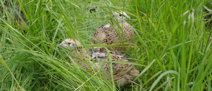 Kwartels in de natuur