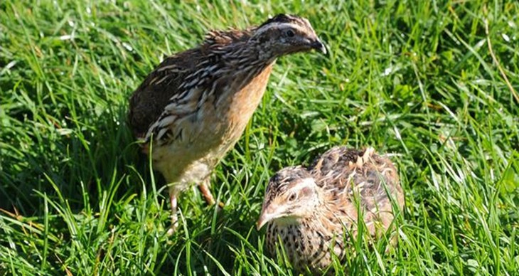 Kwartels in de natuur