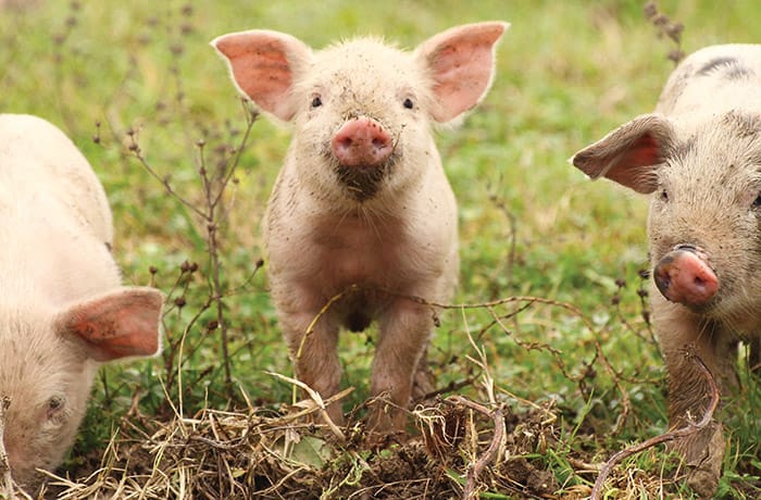 Tre maialini fuori in un campo