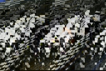 Afbeeldingsresultaat voor kalveren in megastal