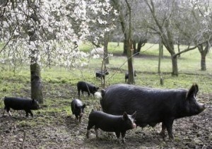 Een betere levenskwaliteit (Foto CIWF / Martin Usborne)