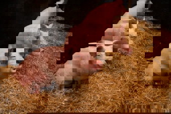 Deze varkens hebben een beter leven dan in de gangbare vee-industrie.