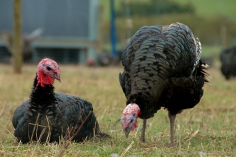 Kalkoenen op een biologische boerderij Kalkoenen op een biologische boerderij
