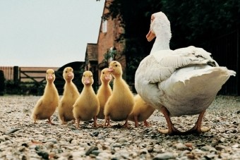 Eend met haar kroost