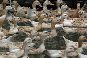 Water is heel belangrijk voor eenden