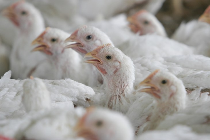Close Up Of Intensive Broiler Chickens