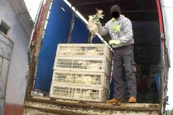 Kratten met levende kippen worden de veewagen in gegooid