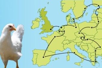 Rosa's tour door Europa