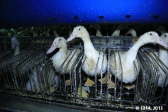 Eenden in kooi bij foie gras productie