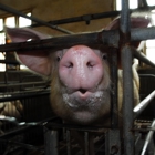 Help de moedervarkens