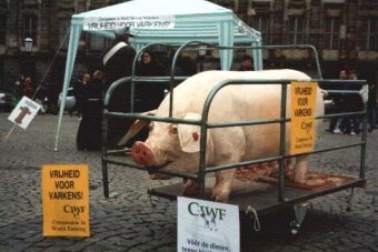 2001: CIWF in actie voor het verbod op zeugenkooien