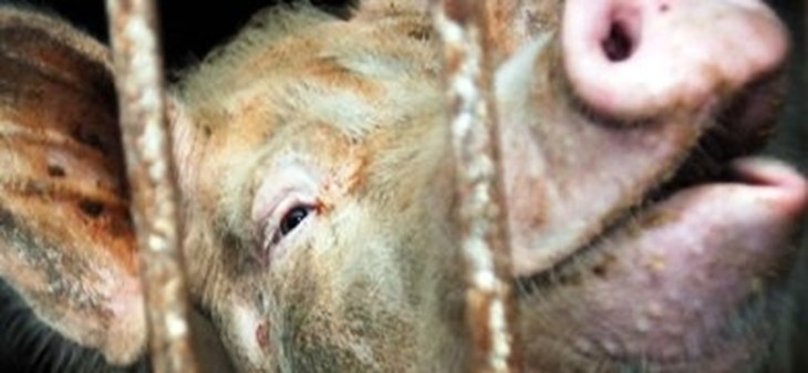 500.000 varkens aan lot overgelaten