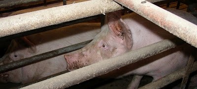 Niet meer toegestaan na 1 januari 2013
