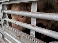 Stieren zes dagen vast in vrachtwagen