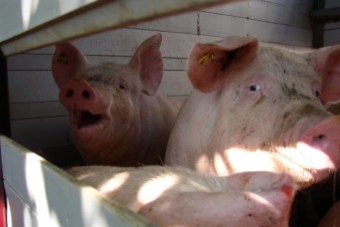 Varkens op transport