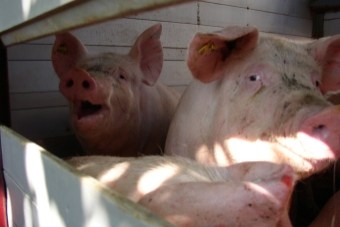 Nationaal Hitteplan voor de Veehouderij