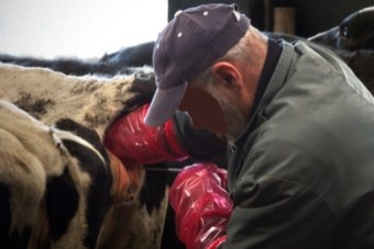 Inseminatie_koe