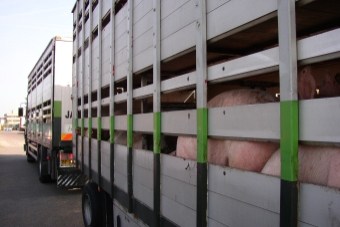 Varkens op transport naar slachthuis