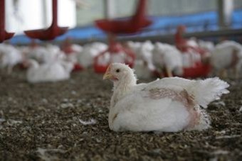 Kippen in intensief bedrijf