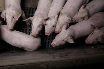 Petitie: "Gemeente Meierijstad, stop de omstreden megastal"