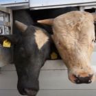 Nederlands rund op transport naar Turkije Nederlands rund op transport naar Turkije