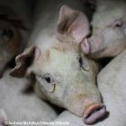 EndPigPain EndPigPain
