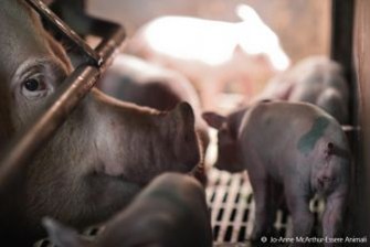 Stop verminkingen bij varkens