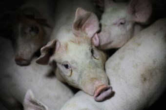 Stop verminkingen bij varkens