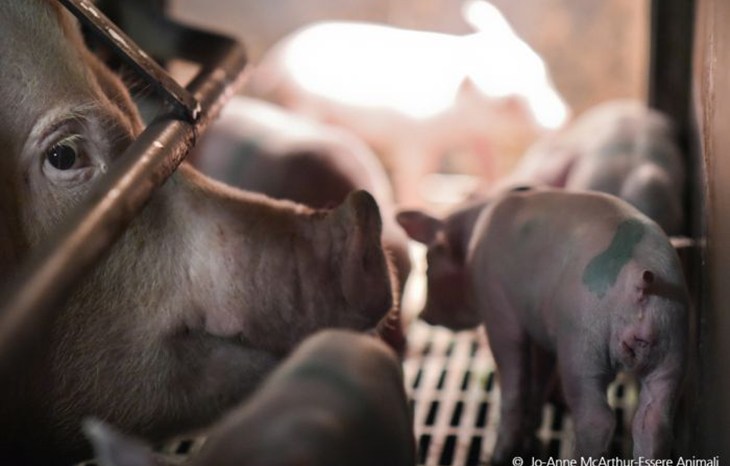#EndPigPain