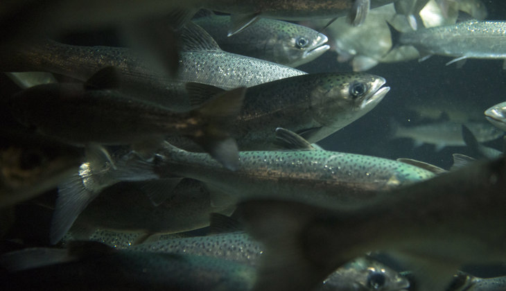 Silver pacific salmon.jpg