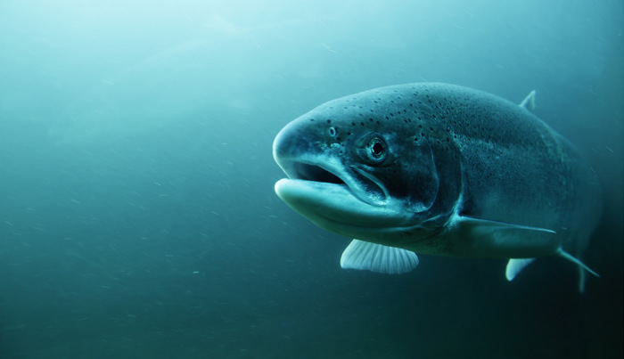 Steelhead trout underwater.jpg