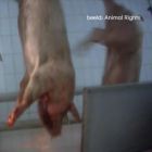 Stop de horrorslachthuizen Stop de horrorslachthuizen