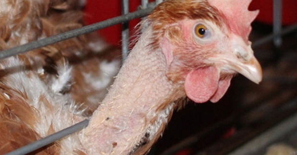 Hoe Lang Leeft Een Kip Zonder Kop Hoe Lang Leeft Een Kip Zonder Kop