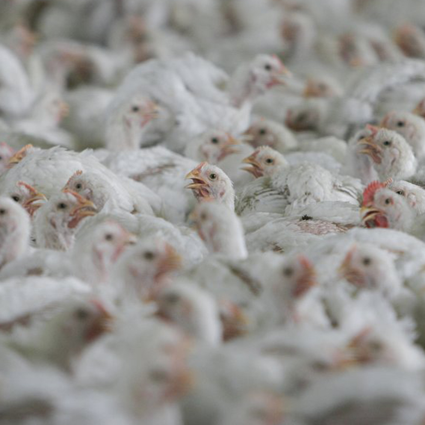 Megastallen Compassion in World Farming Nederland