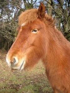 Paarden kunnen tellen