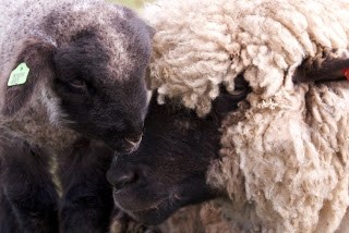 Een ooi en haar geadopteerd lam.