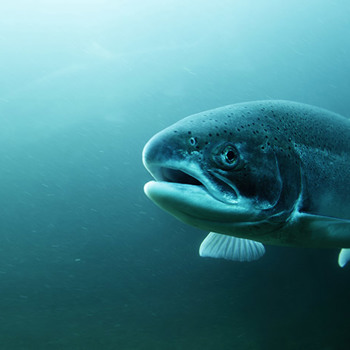 130.000 mensen tegen dierenleed zalmkwekerijen