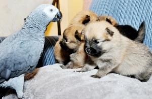Papegaai redt puppy's