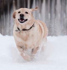 Net als mensen kunnen honden pessimistisch zijn