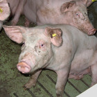 Megastal Ommen blok.jpg