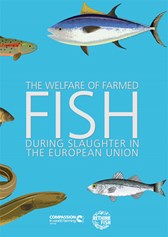 Welfare Of Farmed Fish