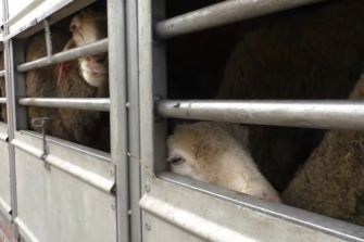 Schapen op transport