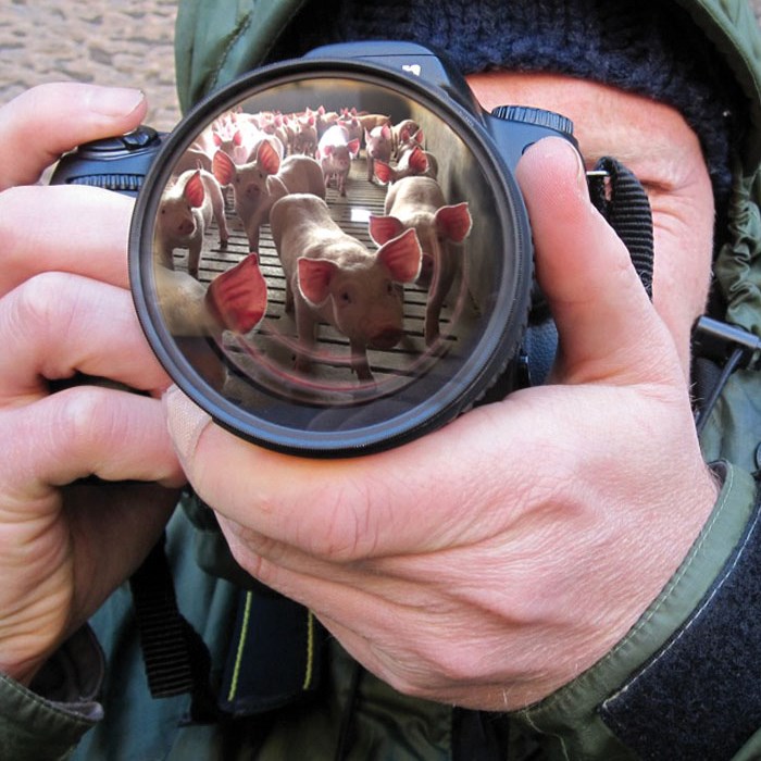 Fotograaf kijkt door zijn camera, in de lens van de camera zie je het spiegelbeeld van biggetjes in een stal