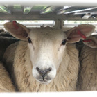Schaap Nieuwsblok