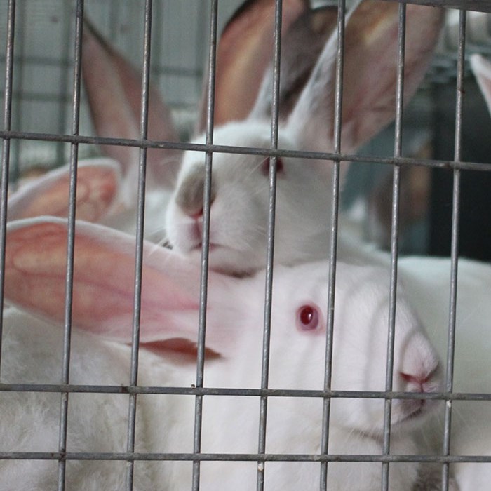 Albino konijnen op elkaar gepropt in een kooi