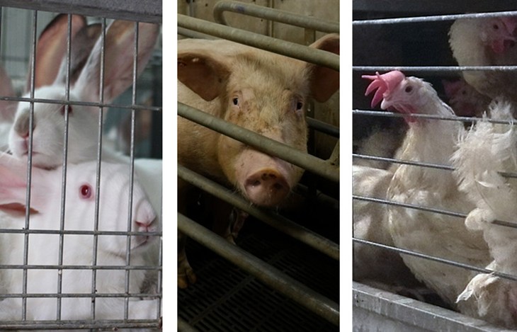Dieren in kooien