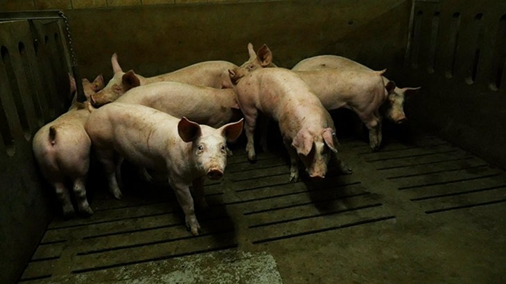 Varkens In De Vee Industrie